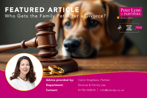 Who Gets the Family Pet After a Divorce
